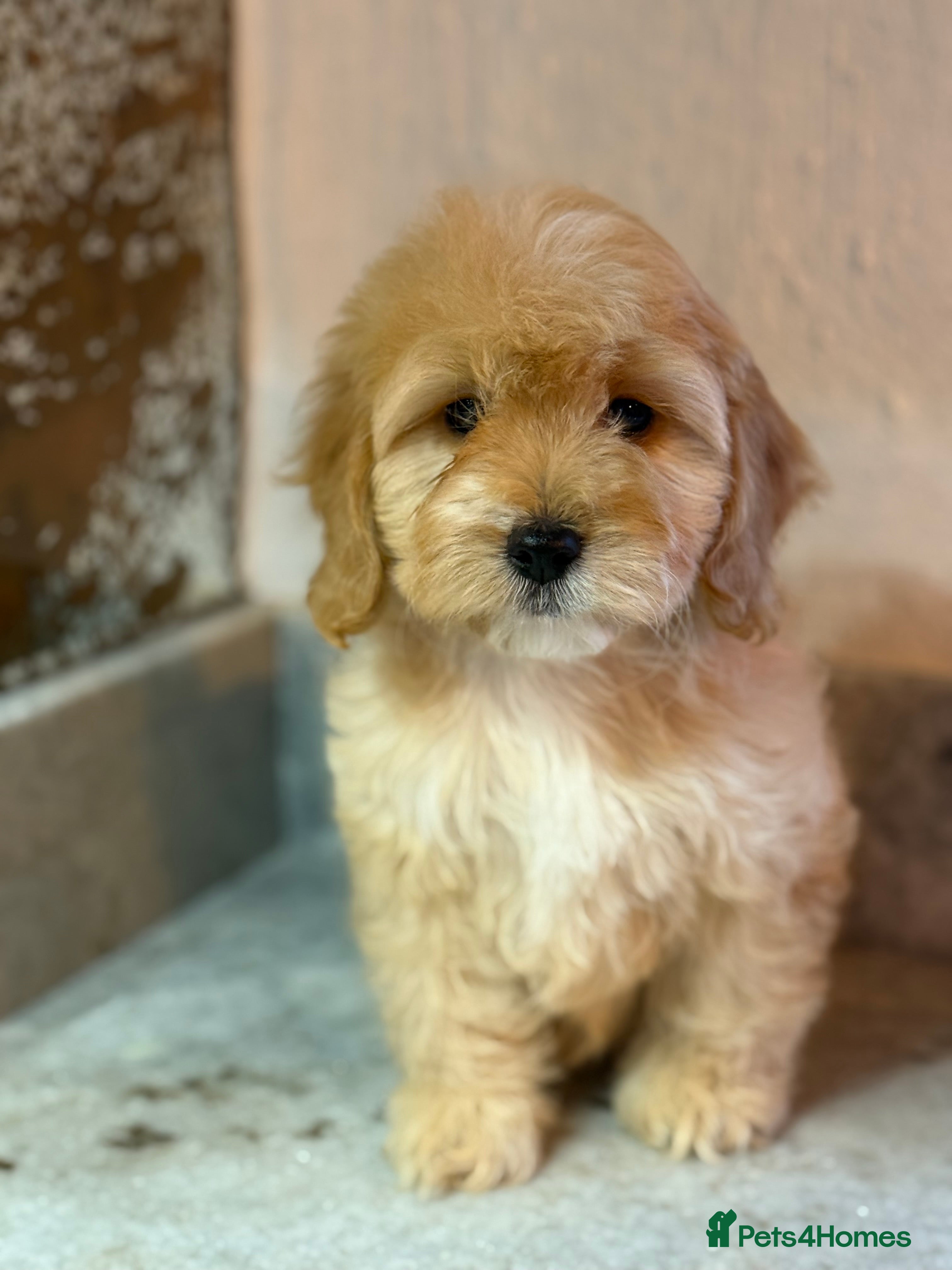 Cavapoo dogs F1 CAVAPOOS BOYS AND GIRLS - Advert 8