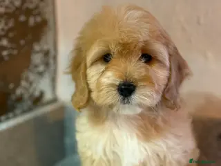 Cavapoo dogs F1 CAVAPOOS BOYS AND GIRLS - Advert 8