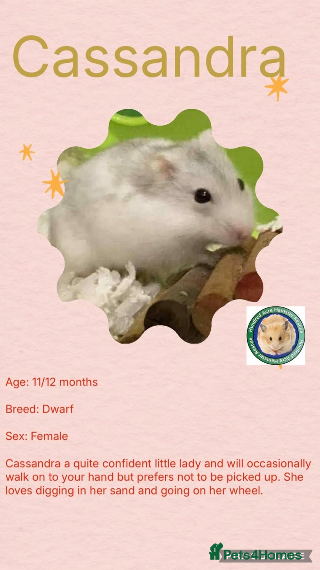 Hamster rodents for sale: Hamsters for adoption  - Advert 6