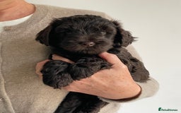 Schnoodle dogs for sale: F1 mega coated mini cross Schnoodles - Image 18