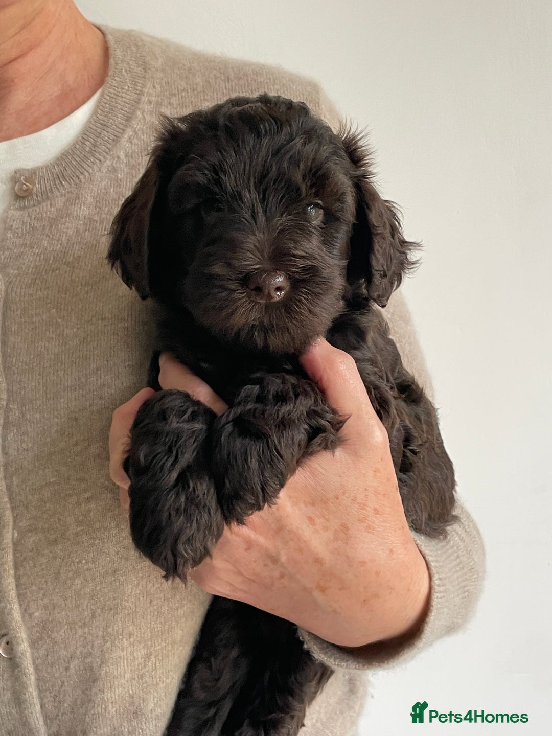Schnoodle dogs for sale: F1 mega coated mini cross Schnoodles - Image 18