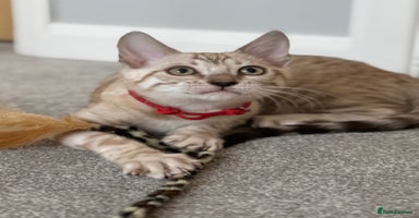 Bengal cats ❤️Outstanding Silver Mink❤️ Female Bengal TICA Reg in Yeovil - Advert 2