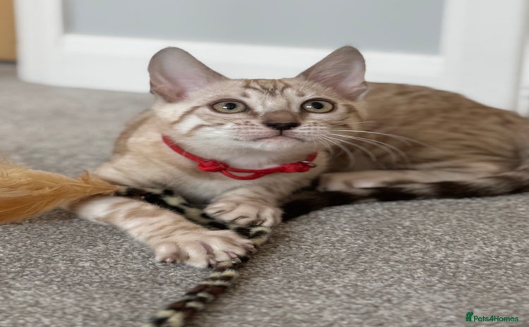 Bengal cats - Advert 9