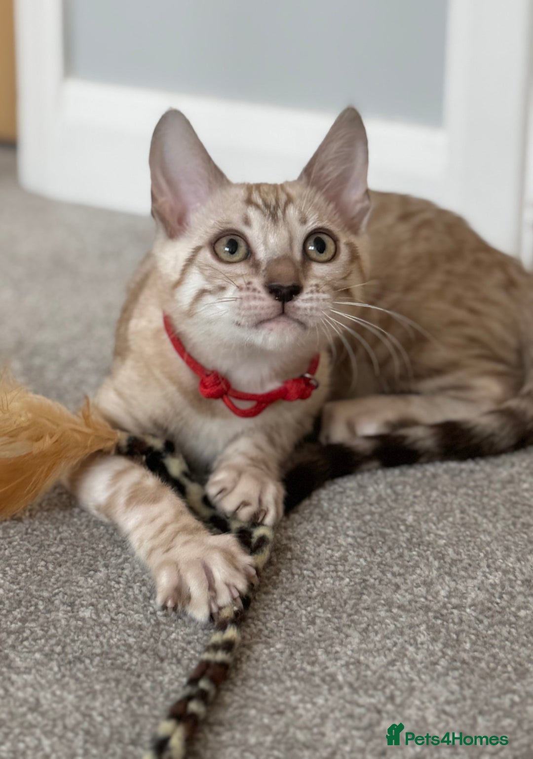 Bengal cats for sale: ❤️Outstanding Silver Mink❤️ Female Bengal TICA Reg - Image 1