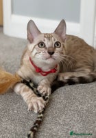 Bengal cats ❤️Outstanding Silver Mink❤️ Female Bengal TICA Reg in Yeovil - Advert 2