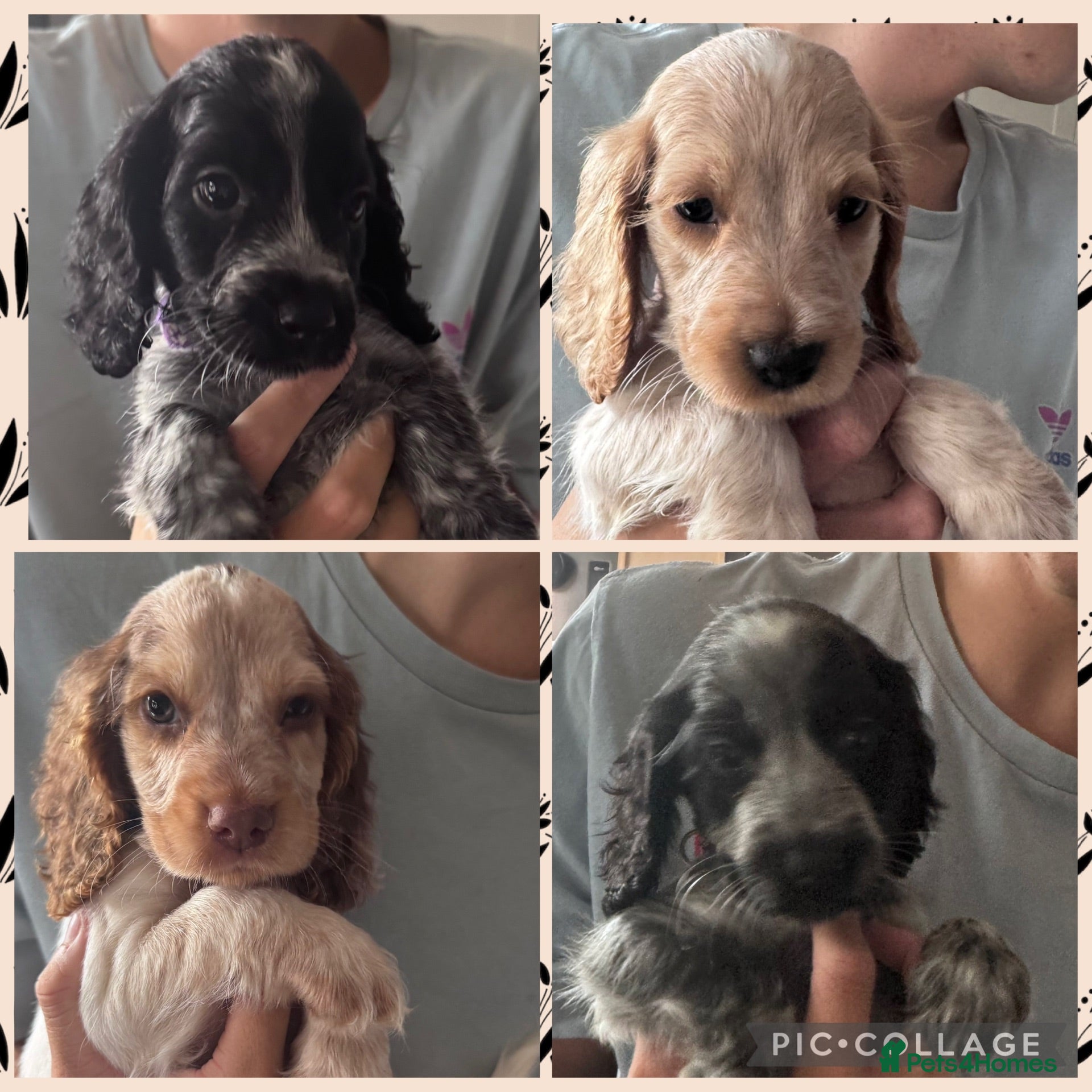 Cocker Spaniel dogs  Beautiful Litter of Show Cocker Spaniels  - Advert 17