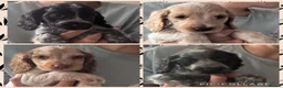 Cocker Spaniel dogs for sale:  Beautiful Litter of Show Cocker Spaniels  - Advert 5