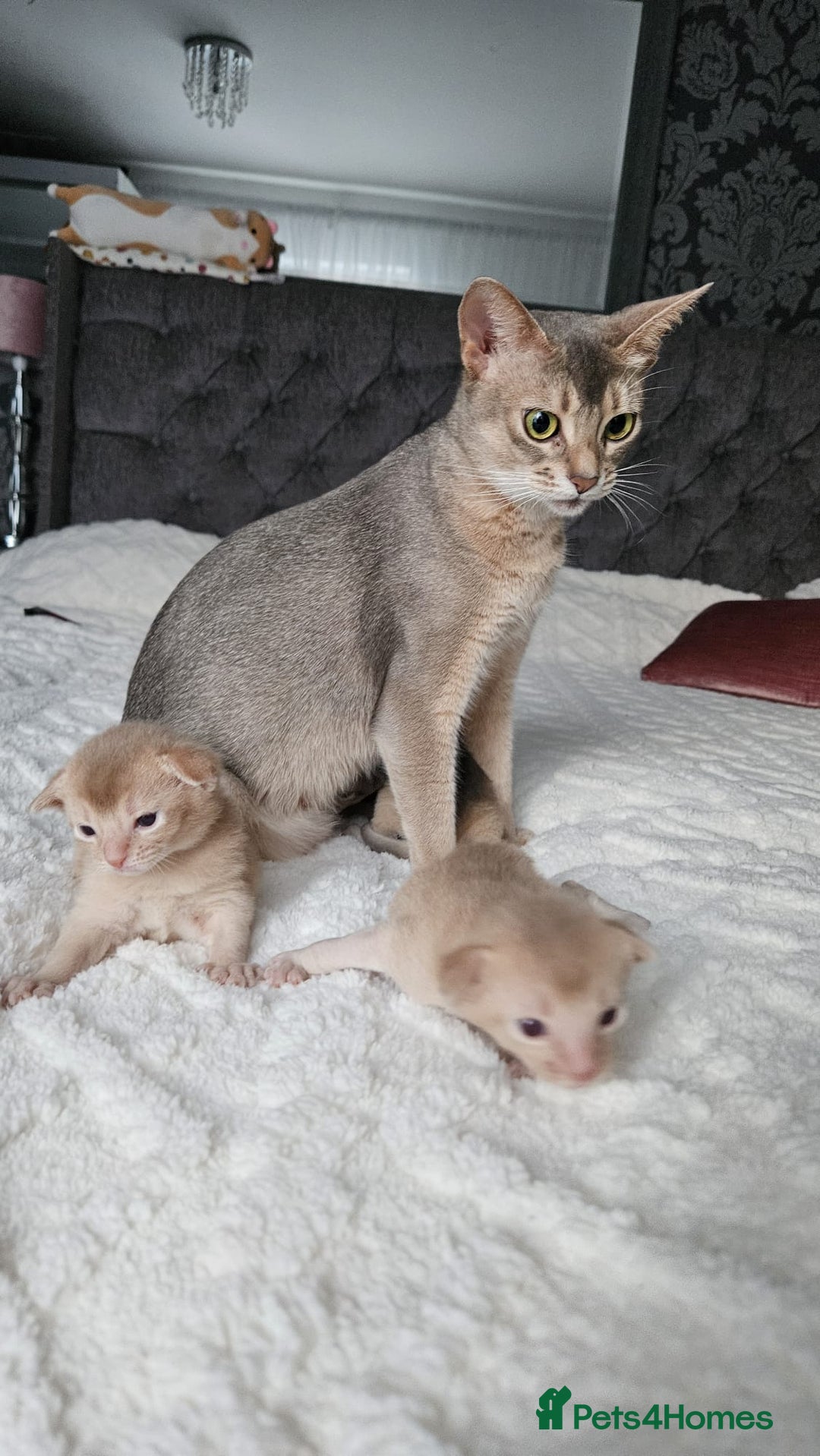 Abyssinian cats for sale: Abyssinian  - Advert 5