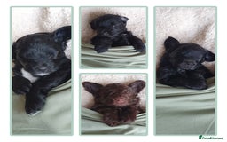Australian Labradoodle dogs for sale: Health-tested Australian Labradoodle puppies - Image 6