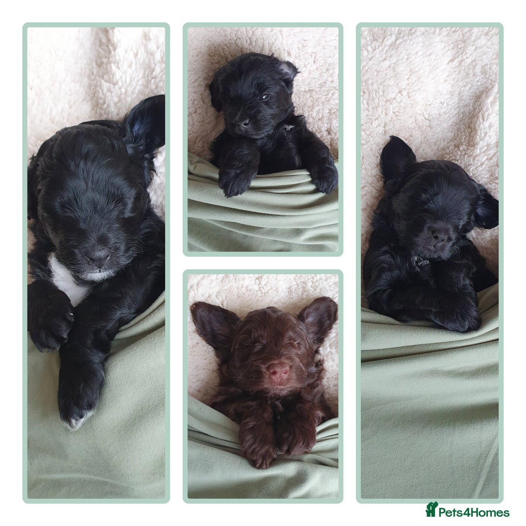 Australian Labradoodle dogs for sale: Health-tested Australian Labradoodle puppies - Image 6