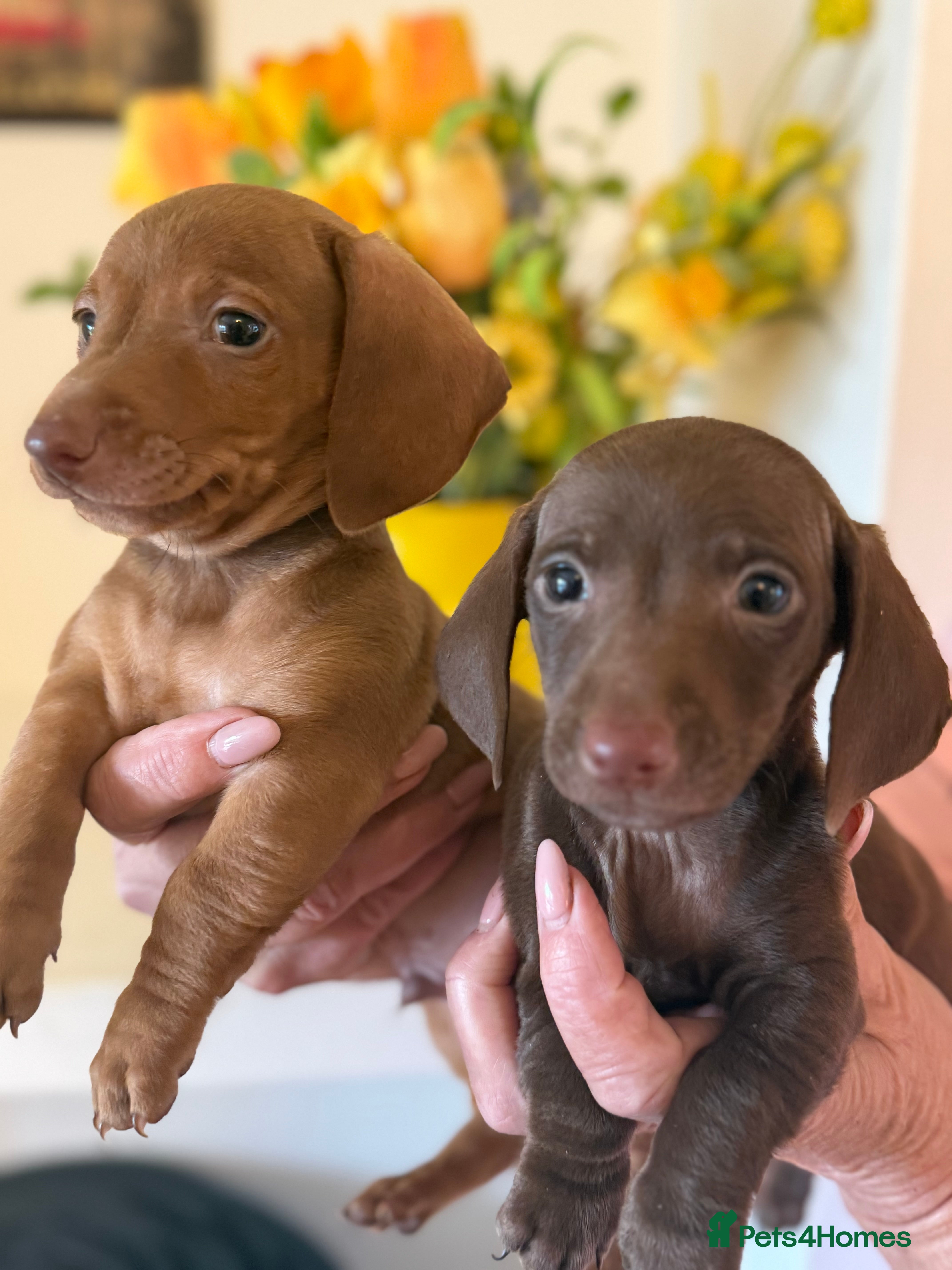 Miniature Dachshund dogs BEAUTIFUL KENNEL CLUB BOY MINIATURE DACHSHUNDS  - Advert 1