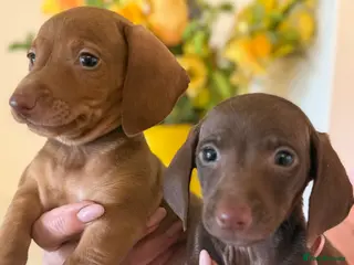 Miniature Dachshund dogs BEAUTIFUL KENNEL CLUB BOY MINIATURE DACHSHUNDS - Advert 2