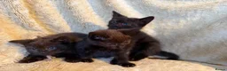 British Shorthair cats for sale: British Shorthair kittens various colours  - Advert 4