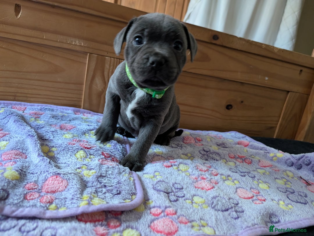 Staffordshire Bull Terrier dogs for sale: Beautiful Kennel registered blue staffie for sale  - Image 12