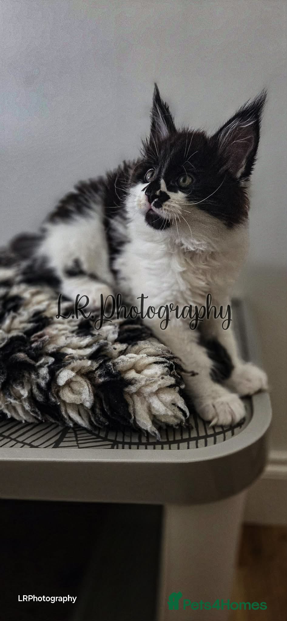 Maine Coon cats TICA Registered Maine Coon/ Polydactyl - Advert 1