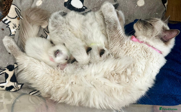 Ragdoll cats - Advert 5
