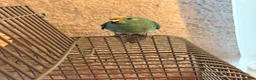 Parrots birds for sale: 2 hand reared kakarikis for sale in Bedlington - Advert 6