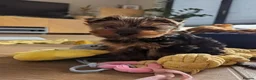 Yorkshire Terrier dogs for sale: Yorkshire Terrier Female Puppy - Advert 6