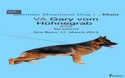 German Shepherd dogs for stud: KC Registered German Shepherd Stud in Stafford - Image 13