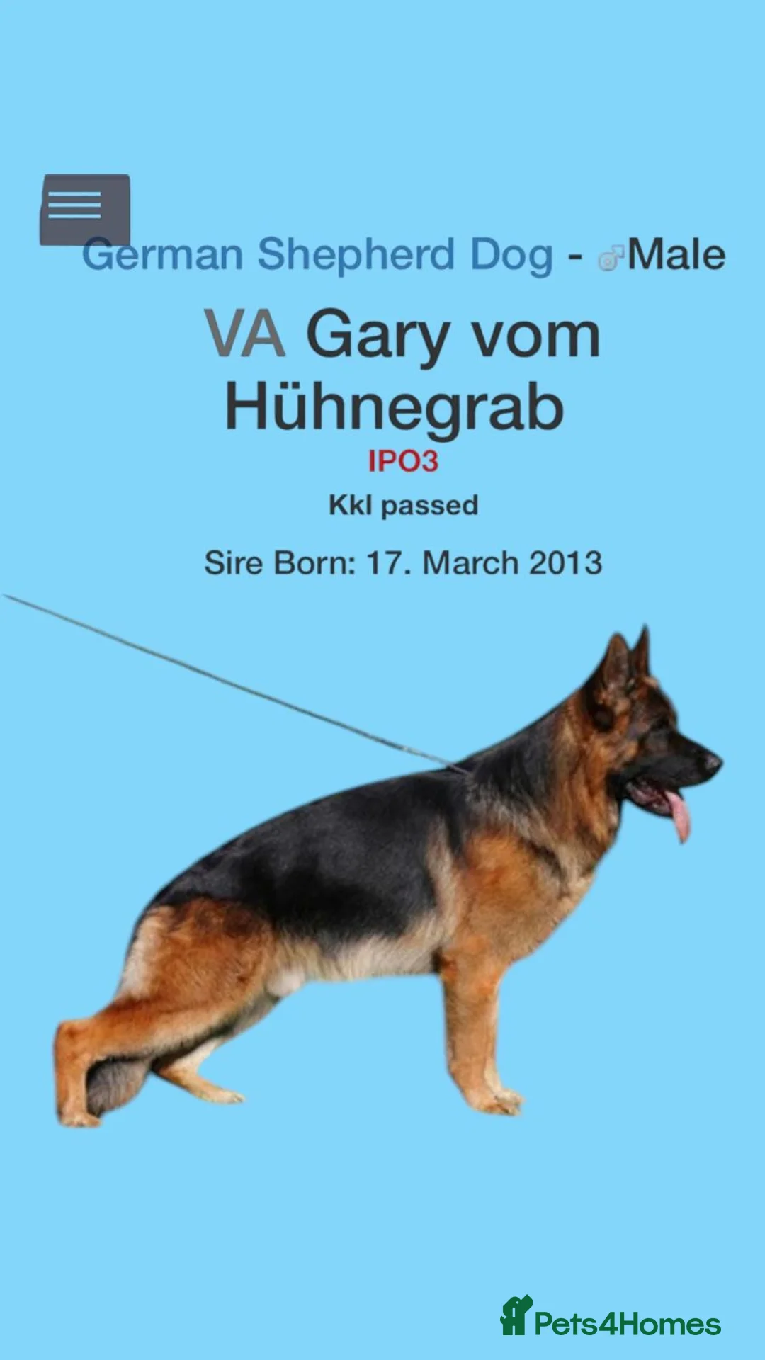 German Shepherd dogs for stud: KC Registered German Shepherd Stud in Stafford - Advert 13