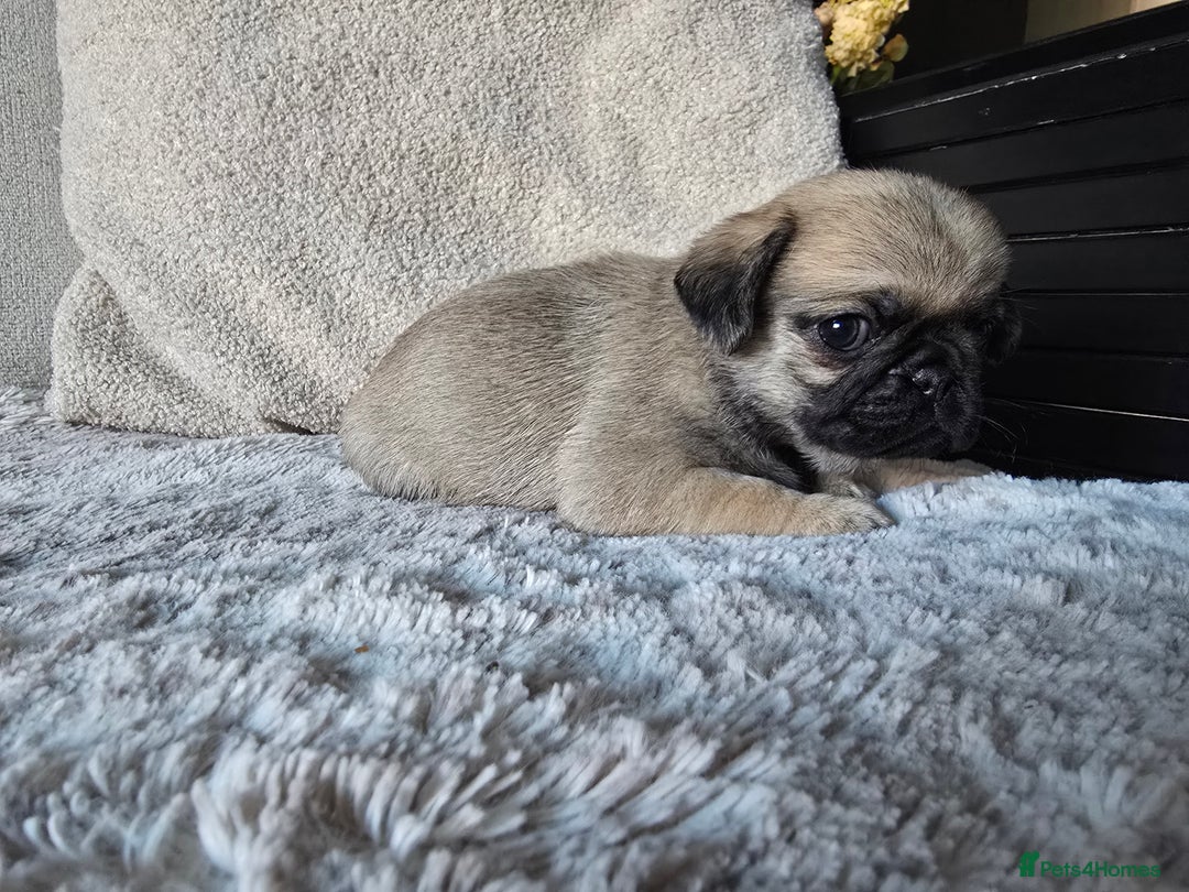 Pug dogs for sale: Beautiful Pug Puppies  - Advert 14