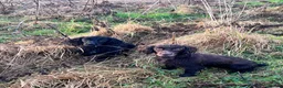 Cocker Spaniel dogs for sale: Adorable mischievous little bundles in Alnwick - Advert 1