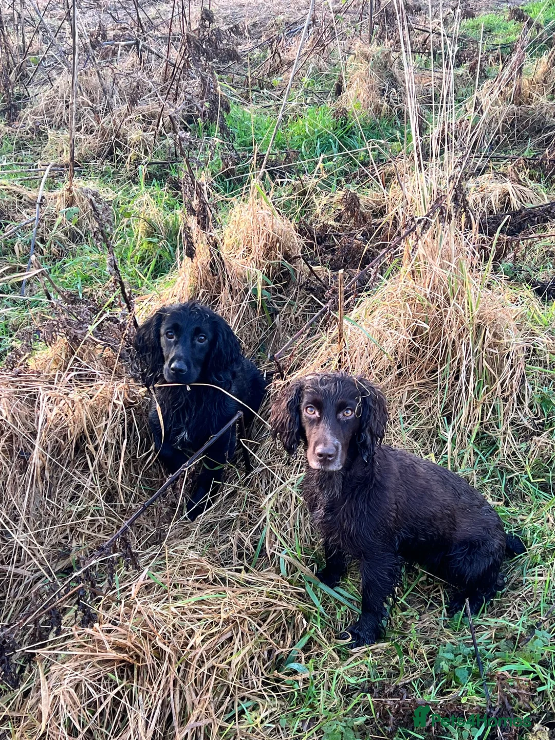 Cocker Spaniel dogs for sale: Adorable mischievous little bundles in Alnwick - Advert 1