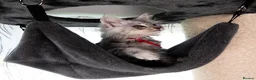 Maine Coon cats for sale: STUNNING PEDIGREE MAINE COON KITTENS - Advert 19
