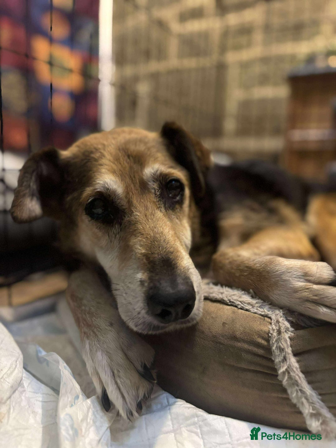 Mixed Breed dogs for adoption: 🐾A special home wanted for Rusty🐾 - Image 1
