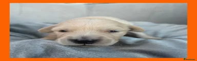 Orange Boy