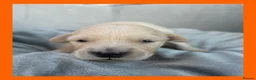 Golden Retriever dogs for sale: KC Puppies cream & gold - Advert 31