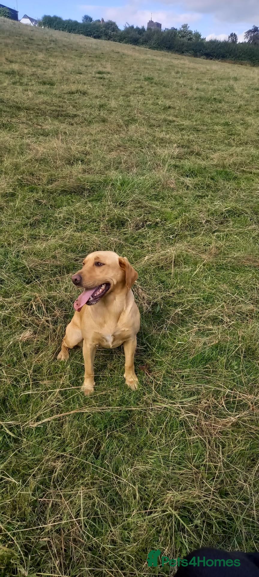 Labrador Retriever dogs for sale: Kc registered Labradors  - Advert 2