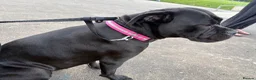 Mixed Breed dogs for sale: Female cane corso X - Advert 4