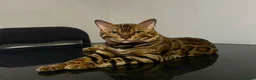 Bengal cats for sale: 3x bengal kittens full pedigree tica reg - Advert 5