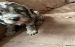 Cockapoo dogs for sale: Marble /tan cockerpoo - Image 17