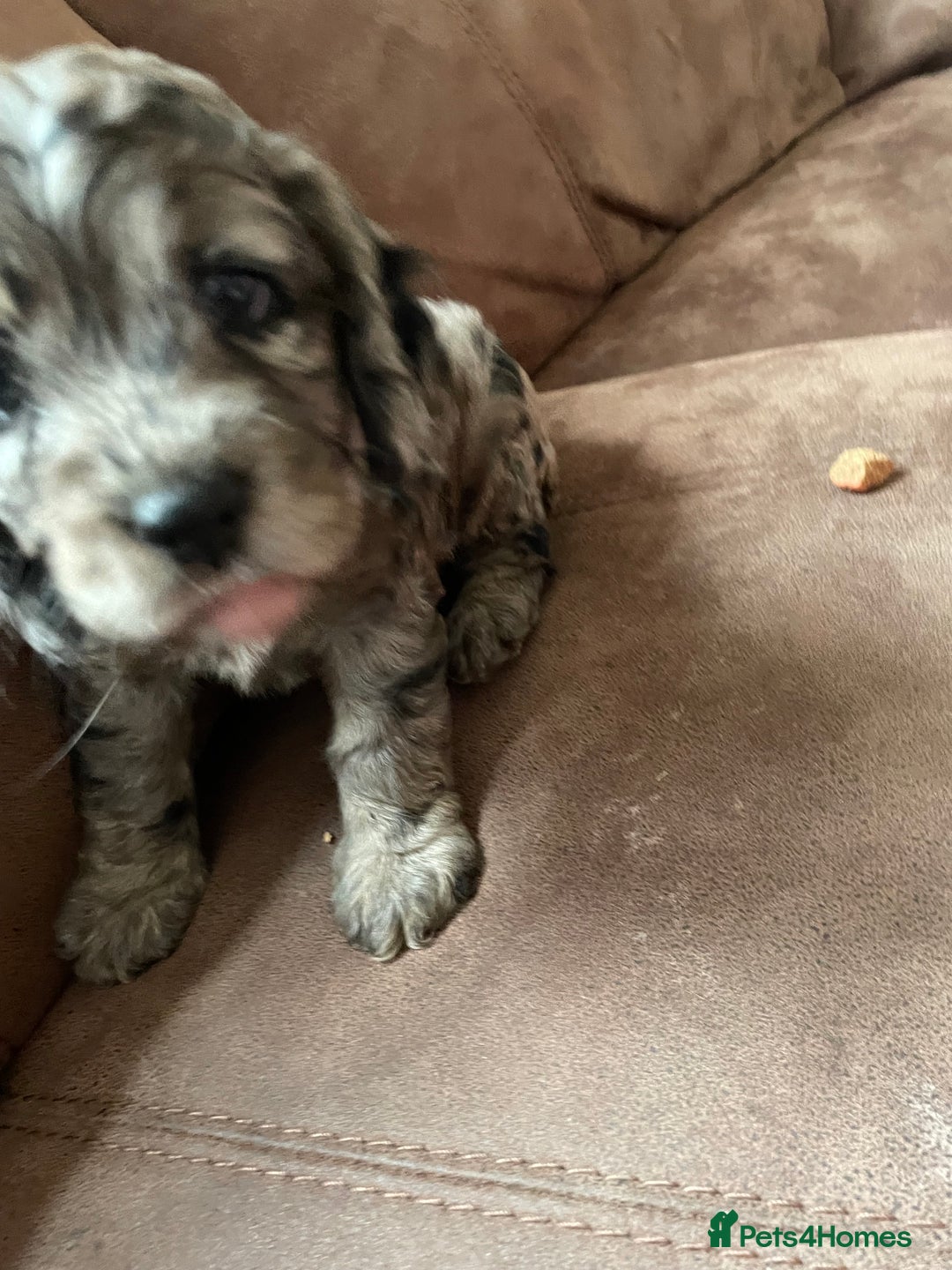 Cockapoo dogs for sale: Marble /tan cockerpoo - Image 17