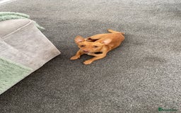 Mixed Breed dogs for sale: Beautiful tan miniature jack russell - Image 2