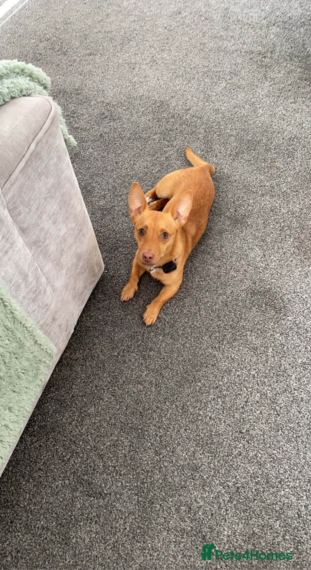 Mixed Breed dogs for sale: Beautiful tan miniature jack russell - Image 2