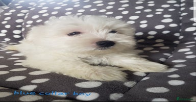 Maltese dogs - Advert 7
