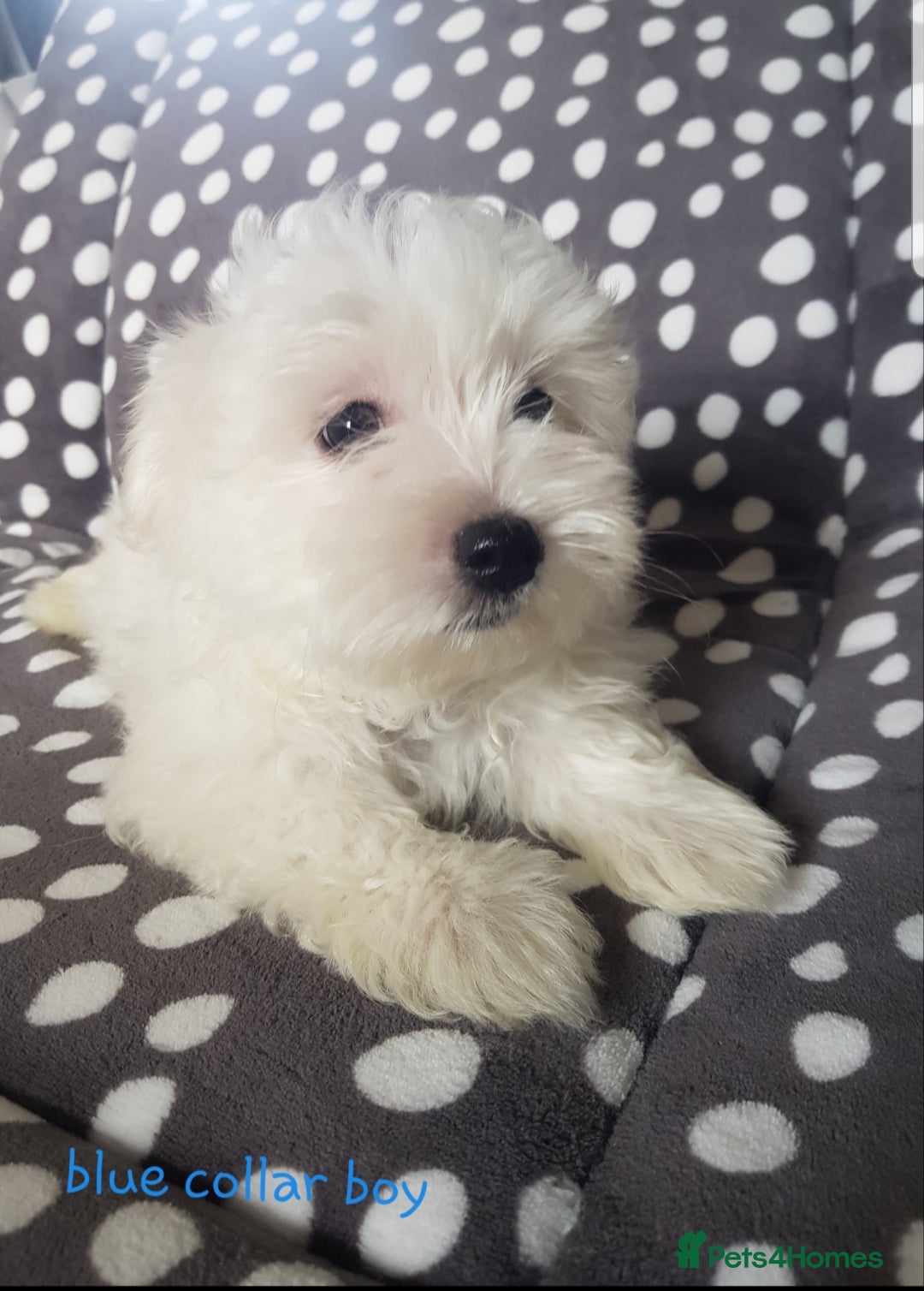 Maltese dogs for sale: Fluffy cute half Korean maltese ready to go  - Image 2