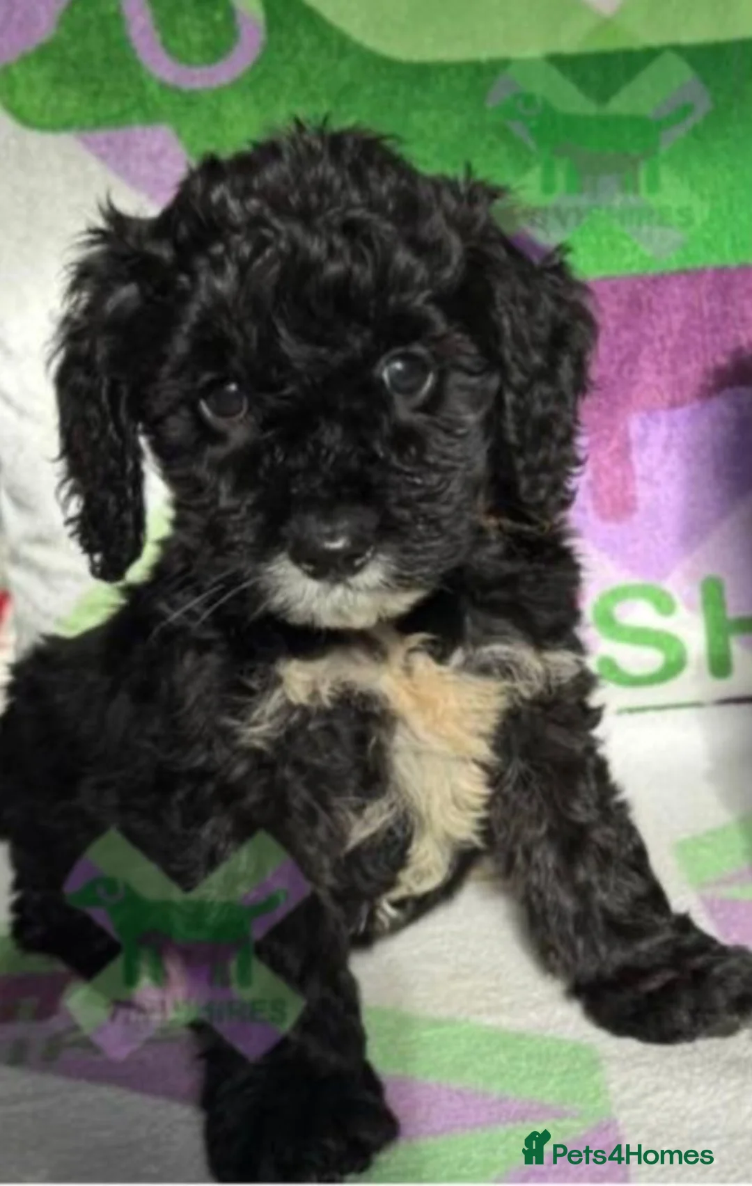 Cockapoo dogs for sale: F1 various mini cockapoos 30 dna health tested clr - Advert 1