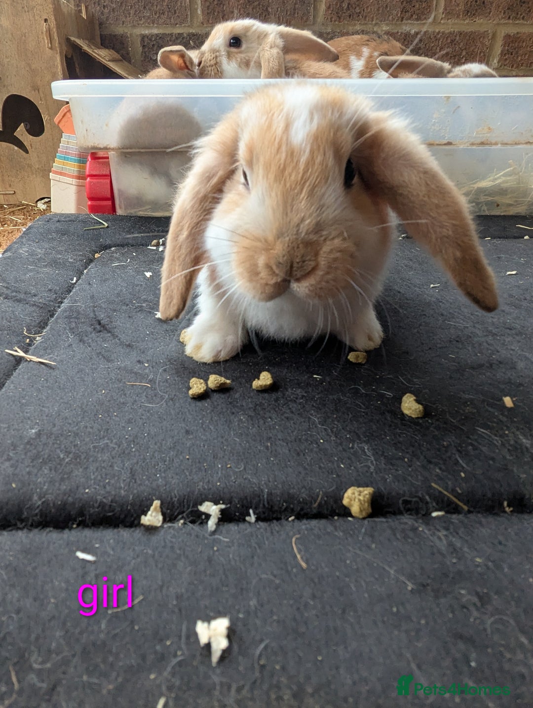 English Lop rabbits for sale: Lop mixed dot baby rabbits  - Advert 5