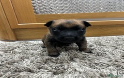 Belgian Shepherd Dog dogs for sale: Belgian Malinois puppies  - Image 14