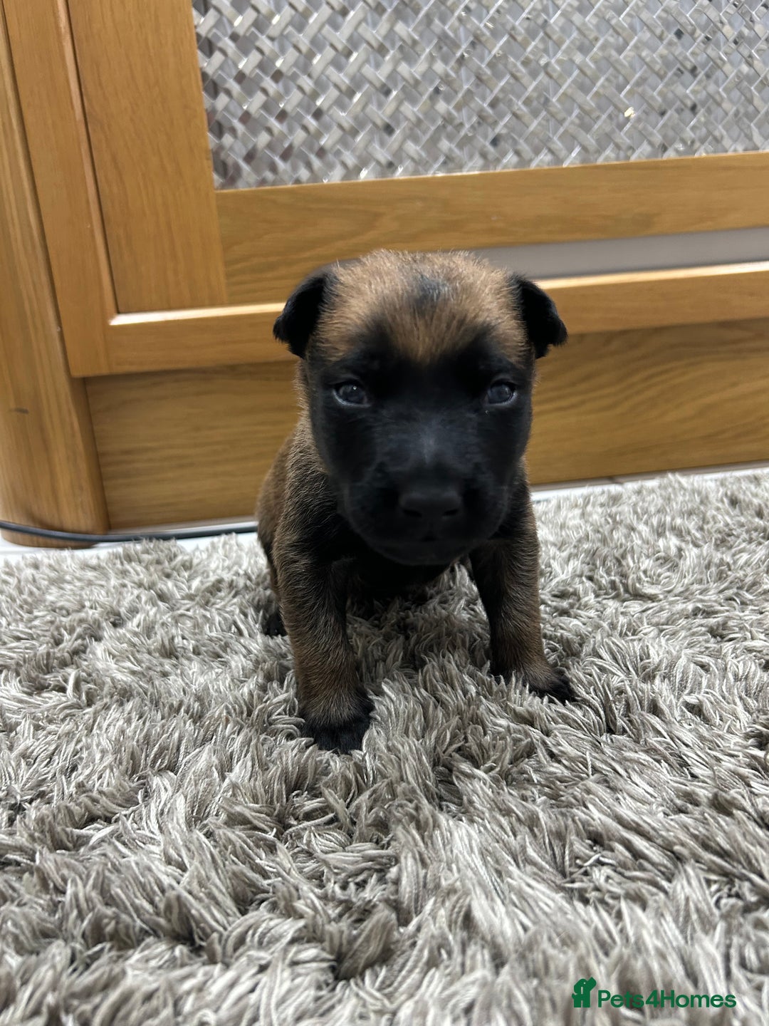 Belgian Shepherd Dog dogs for sale: Belgian Malinois puppies  - Image 14