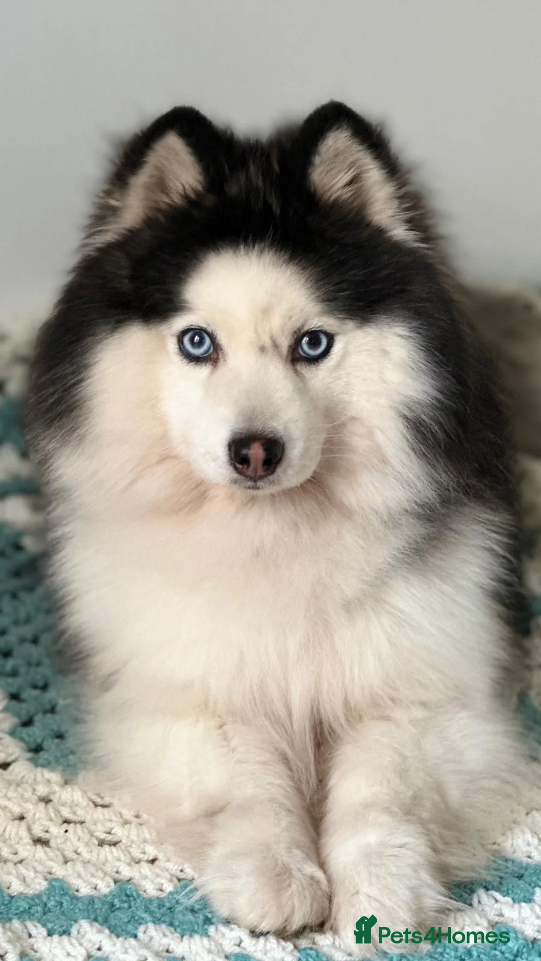 Pomsky dogs for stud: Pomsky stud  in Glasgow - Advert 2