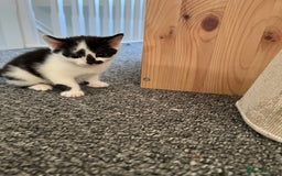 Domestic Shorthair cats for sale: 2 black and white female kittens available  - Image 4
