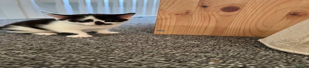 Domestic Shorthair Kitten 1 