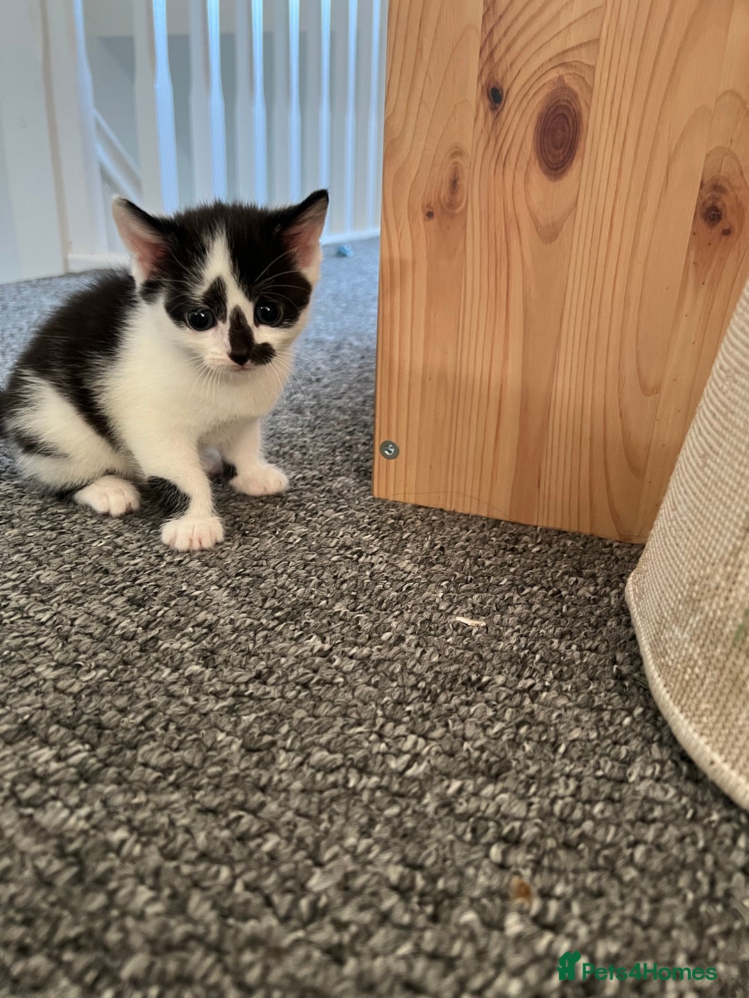 Domestic Shorthair cats for sale: 2 black and white female kittens available  - Image 4