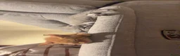 British Shorthair cats for sale: two beautiful kittens for sale in Nottingham - Advert 8