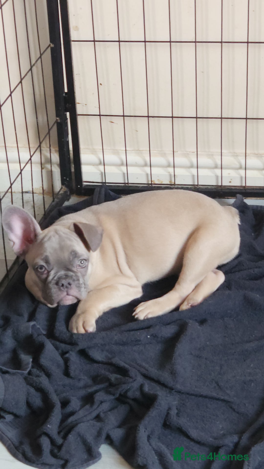 French Bulldog dogs for sale: 🐶3 french bulldogs left, price reduced £500🐶 - Image 10